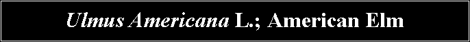 Text Box: Ulmus Americana L.; American Elm