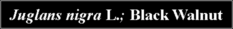Text Box: Juglans nigra L.; Black Walnut