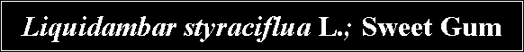 Text Box: Liquidambar styraciflua L.; Sweet Gum