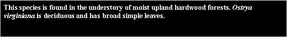 Text Box: This species is found in the understory of moist upland hardwood forests. Ostrya virginiana is deciduous and has broad simple leaves.