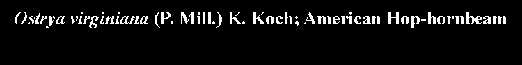 Text Box: Ostrya virginiana (P. Mill.) K. Koch; American Hop-hornbeam