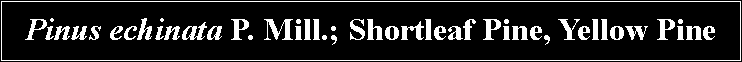 Text Box: Pinus echinata P. Mill.; Shortleaf Pine, Yellow Pine