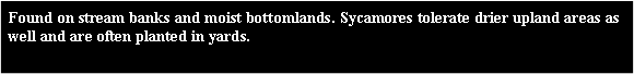 Text Box: Found on stream banks and moist bottomlands. Sycamores tolerate drier upland areas as well and are often planted in yards.