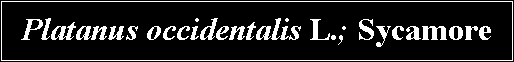 Text Box: Platanus occidentalis L.; Sycamore