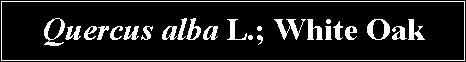 Text Box: Quercus alba L.; White Oak