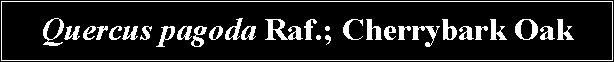 Text Box: Quercus pagoda Raf.; Cherrybark Oak