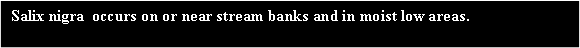 Text Box:  Salix nigra  occurs on or near stream banks and in moist low areas. 