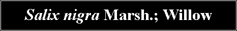 Text Box: Salix nigra Marsh.; Willow 