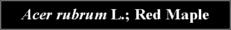 Text Box: Acer rubrum L.; Red Maple