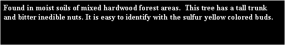 Text Box: Found in moist soils of mixed hardwood forest areas.  This tree has a tall trunk and bitter inedible nuts. It is easy to identify with the sulfur yellow colored buds. 