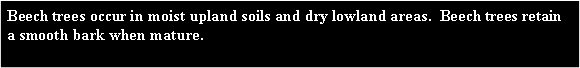 Text Box: Beech trees occur in moist upland soils and dry lowland areas.  Beech trees retain a smooth bark when mature. 