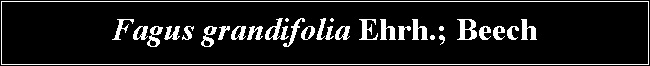 Text Box: Fagus grandifolia Ehrh.; Beech