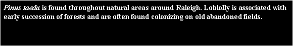 Text Box: Pinus taeda is found throughout natural areas around Raleigh. Loblolly is associated with early succession of forests and are often found colonizing on old abandoned fields.  