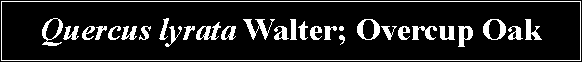 Text Box: Quercus lyrata Walter; Overcup Oak