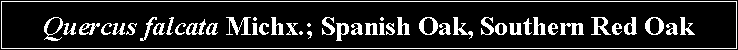 Text Box: Quercus falcata Michx.; Spanish Oak, Southern Red Oak