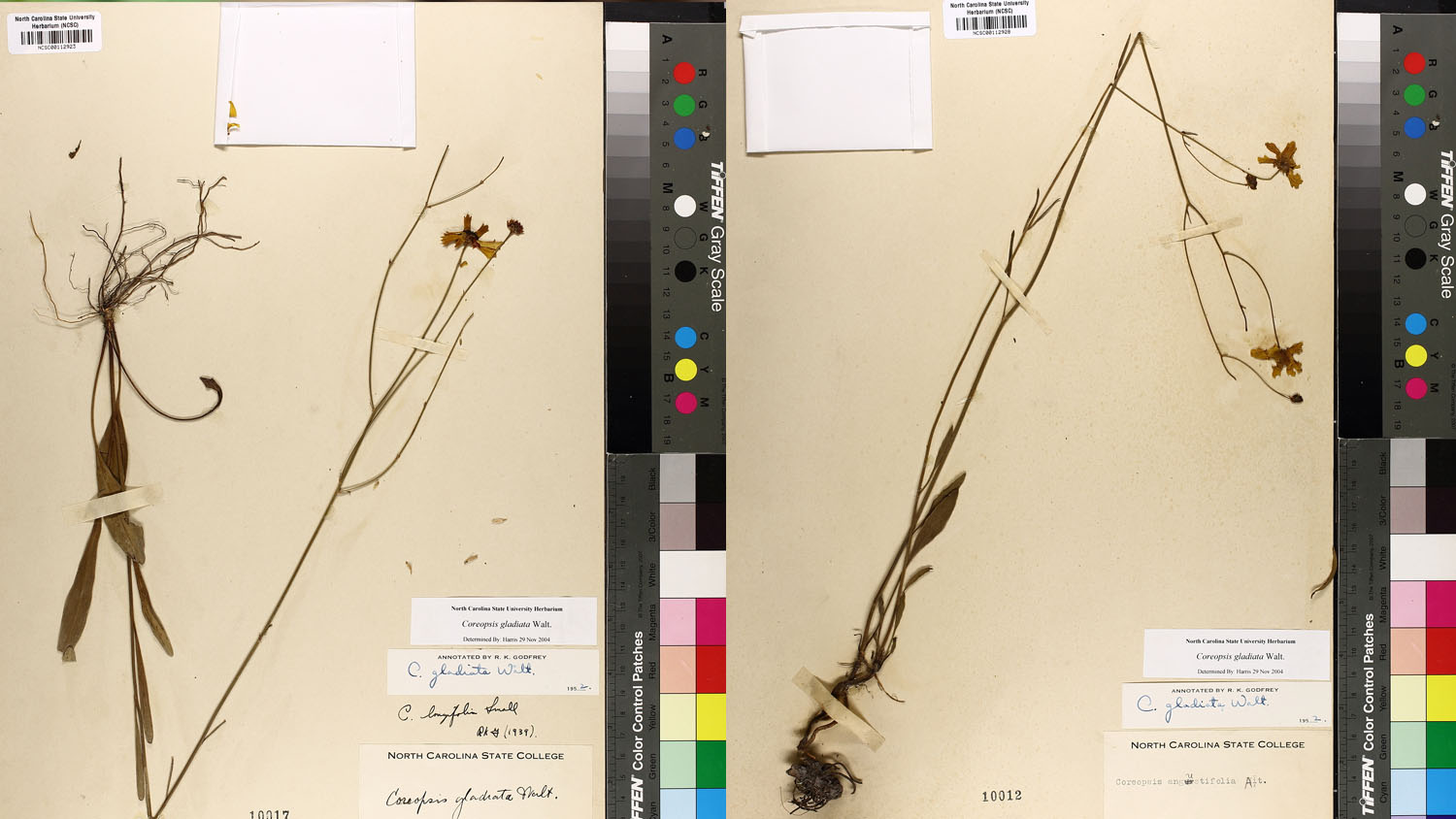 Coreopsis gladiata specimens