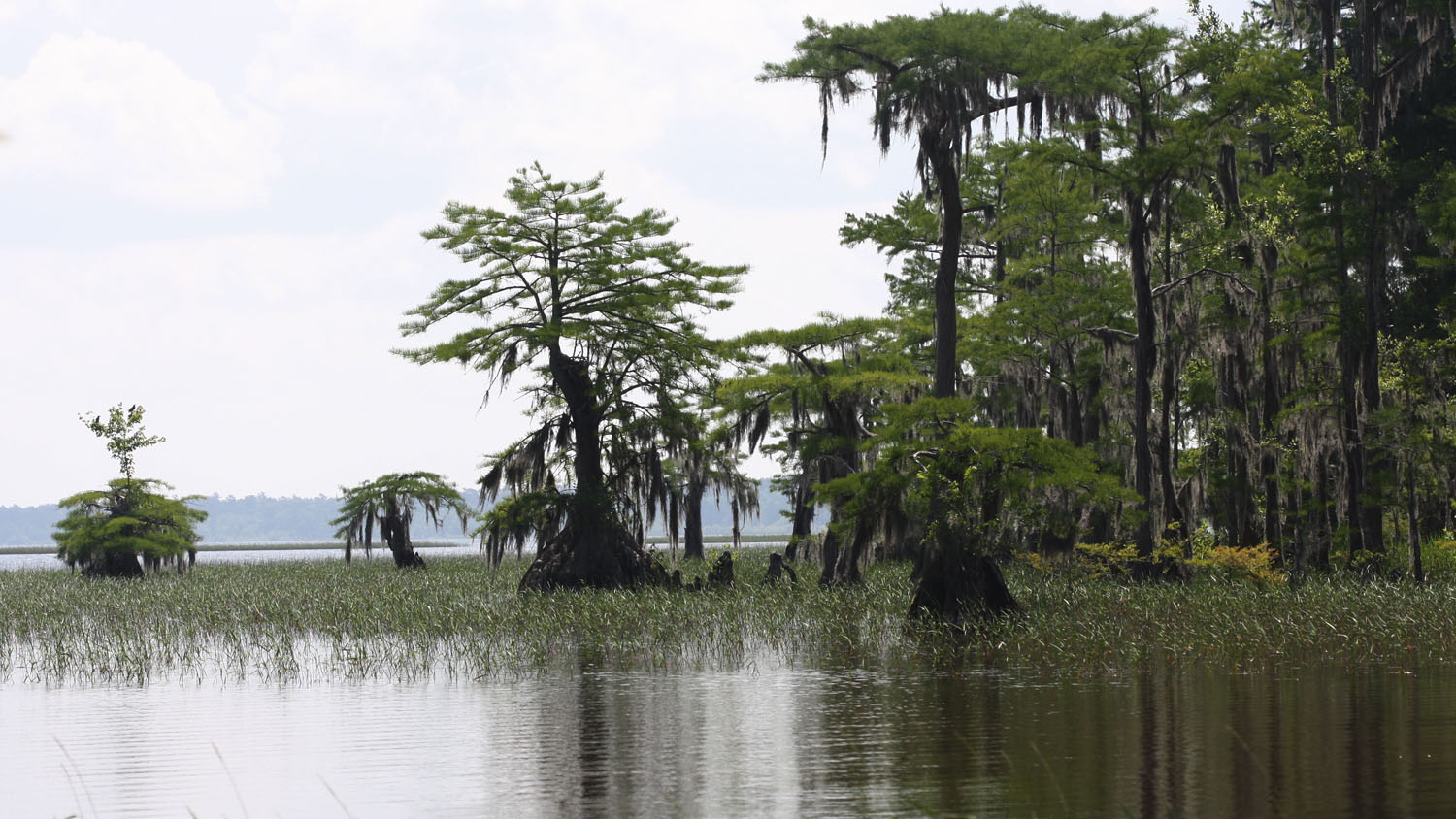 Littoral zone flora of Carolina Bay lakes