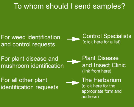 Flow chart describing to whom samples should be sent
