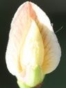 Aeschynomene virginica inflorescence