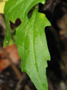 Cardamine bulbosa cauline leaf