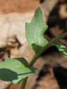 Cardamine douglassii cauline leaf