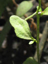Cardamine longii leaf