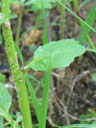 Cardamine micranthera cauline leaf
