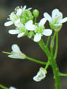 Cardamine micranthera flower detail