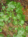 Cardamine rotundifolia habit