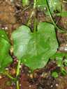 Cardamine rotundifolia leaf
