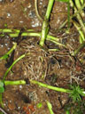 Cardamine rotundifolia roots
