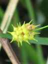 Carex lutea pistillate spike