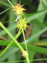 Carex lutea pistillate spikes