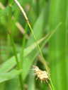 Carex lutea habit