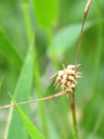 Carex lutea