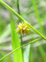Carex lutea pistillate spike