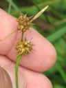 Carex lutea 