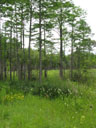 Carex lutea habitat