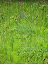 Echinacea laevigata habitat