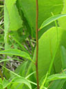 Echinacea laevigata stem closeup