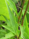 Echinacea laevigata leaf closeup