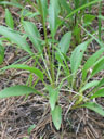 Echinacea laevigata basal leaves