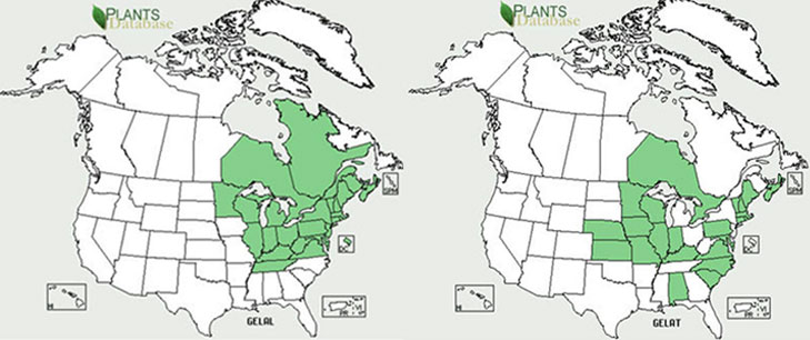 Distribution of the varieties of Geum laciniatum fide PLANTS 2010