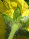 Calyx and flower of Geum radiatum