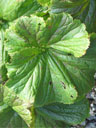 Simple leaves of Geum radiatum