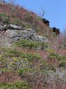 Cetradonia linearis habitat