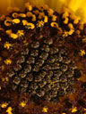 Helianthus angustifolius disc flowers