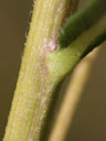 Helianthus angustifolius stem