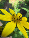 Helianthus hirsutus