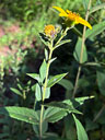 Helianthus hirsutus